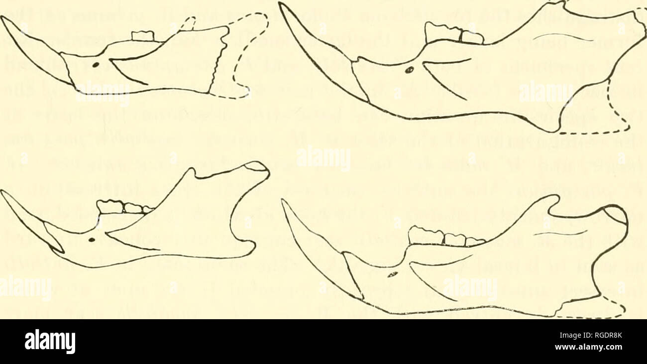 . Bulletin of the Museum of Comparative Zoology at Harvard College. Zoology. Figure 1^. Labial view of left mandibular rami of Peromyscus nutialli (M.C.Z. 1491, top), P. gossypimis, fossil (M.C.Z. 17778, tenter), and P. gossypinus (M.C.Z. 3226, bottom). X2.7y. IB. Labial view of left mandibular rami of Oryzomys couesi (M.C.Z. 1532, top), 0. palustris, fossil Csl.V.Z. 17786, center), and 0. palustris (M.C.Z. 446.5, bottom). X2.75. two scars {M. masseter medialis) in 0. couesi is deeply concave upward having its most ventrad extension under the point be- tween Ml and M2. In contrast, the most ve Stock Photo