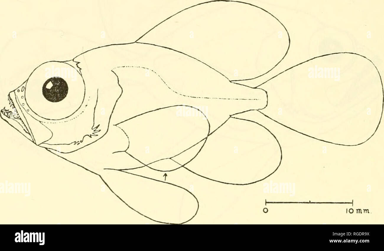 . Bulletin of the Museum of Comparative Zoology at Harvard College. Zoology. 406 BULLETIN : MUSEUM OF COMPARATIVE ZOOLOGY NOMENCLATURE AND CLASSIFICATION The recognition of Taractes aspcr as a distinct species, and of T. asper and the species related to it as a natural group sub- genericalh^ distinct from T. longipinnis and its allies, presents nomenclatorial difficulties. Most authors have applied the generic name Taractes to the more widely known species related to T. longipinnis {longipinnis, princeps, saussuri, hrevorti, stein- dachneri, platycephalus and miltonis). We believe that T. aspe Stock Photo