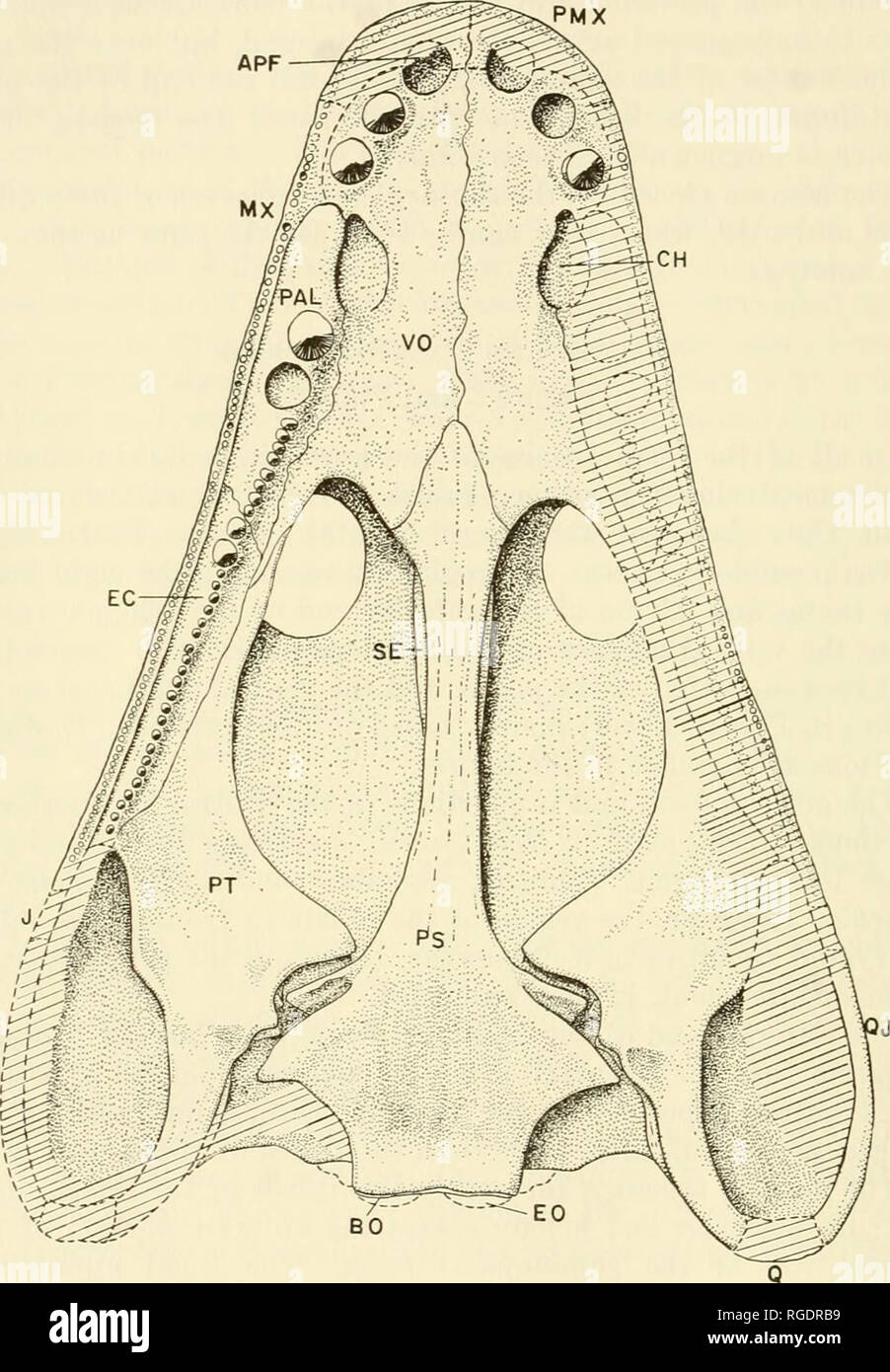 . Bulletin of the Museum of Comparative Zoology at Harvard College. Zoology. 170 BULLETIN : MUSEUM OF COMPARATIVE ZOOLOGY. Fig. 3. Reconstruction of skull of Neldasaurus wrightae in palatal as- pect, X -75. Eestored areas are hatched. Abbreviations: APF, anterior palatal fenestra; BO, basioccipital; CH, choana; EC, ectopterygoid; EO, exoccipital; J, jugal; MX, maxilla; PAL, palatine; PMX, premaxilla; PS, parasphenoid; PT, pterygoid; Q, quadrate; QJ, quadratojugal; SE, sphen- ethmoid; VO, vomer.. Please note that these images are extracted from scanned page images that may have been digitally e Stock Photo