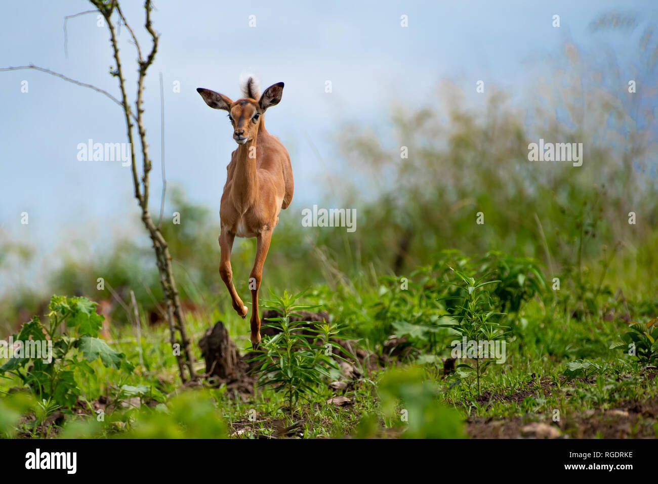 Full of the joys of life, an impala youngster runs, prances and leaps into the air with unrestrained enthusism. Stock Photo