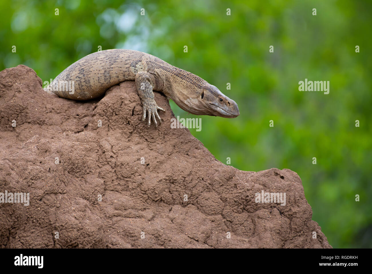 A monitor lizard makes itself comfortable on an ant heap in Kruger National Park, South Africa. Stock Photo