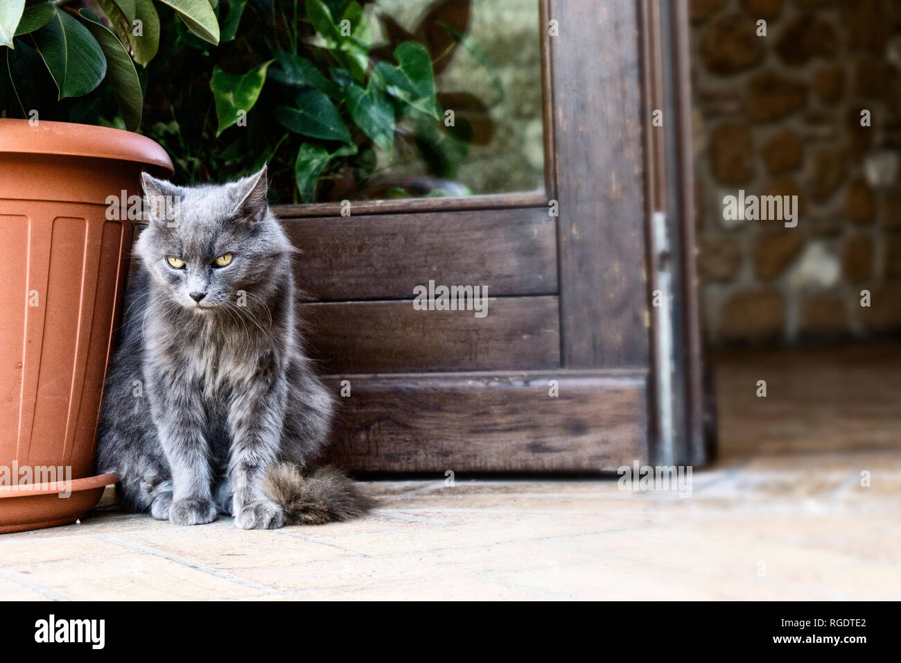 Gray cat sitting near the door Stock Photo