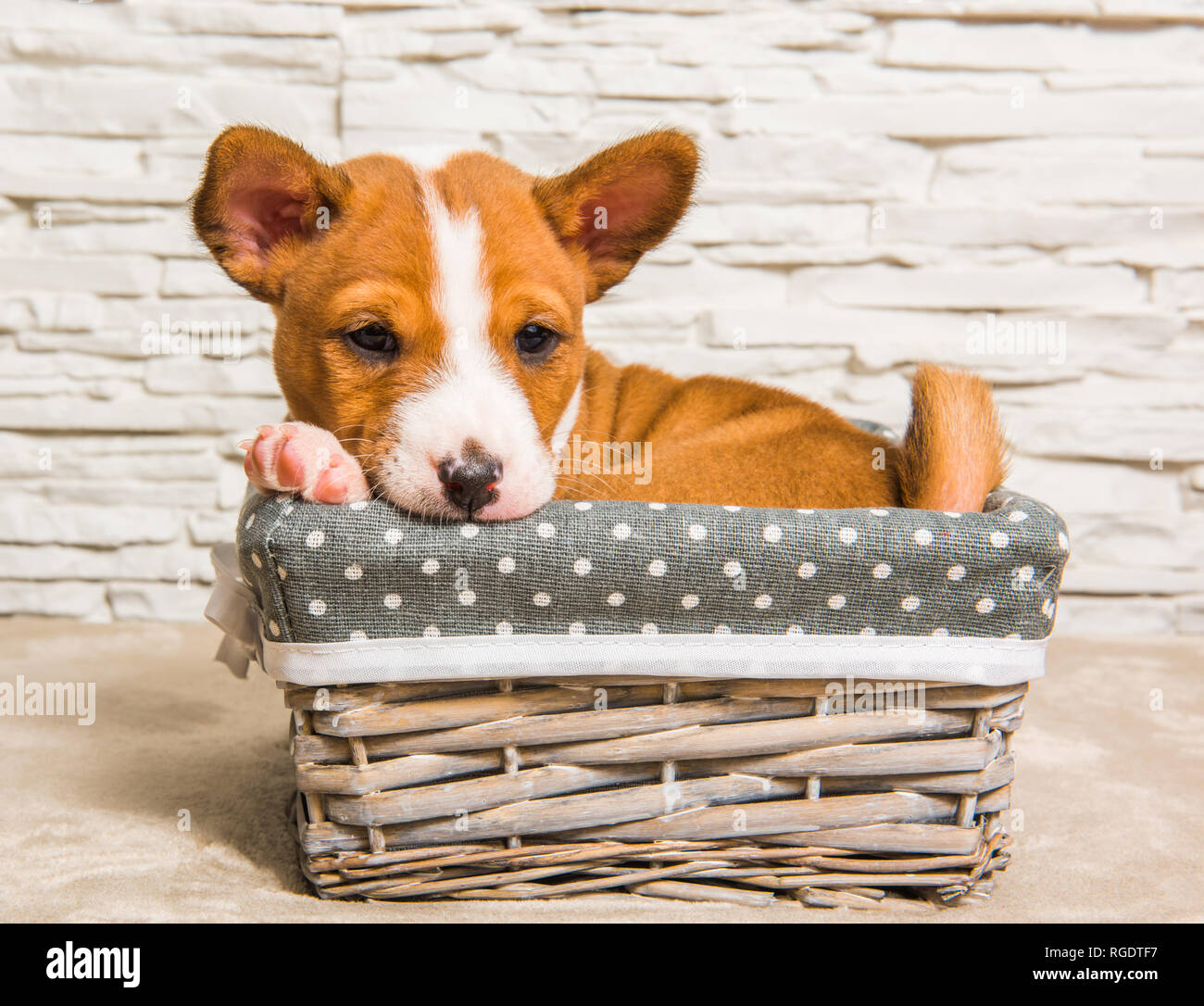 88+ Basenji Puppies For Sale Ny