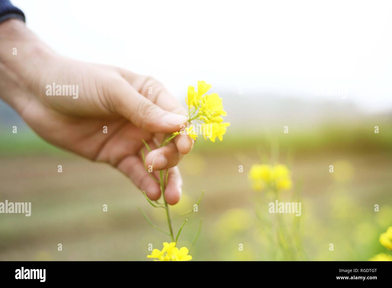 Man hand is breaking mustard flower. Stock Photo