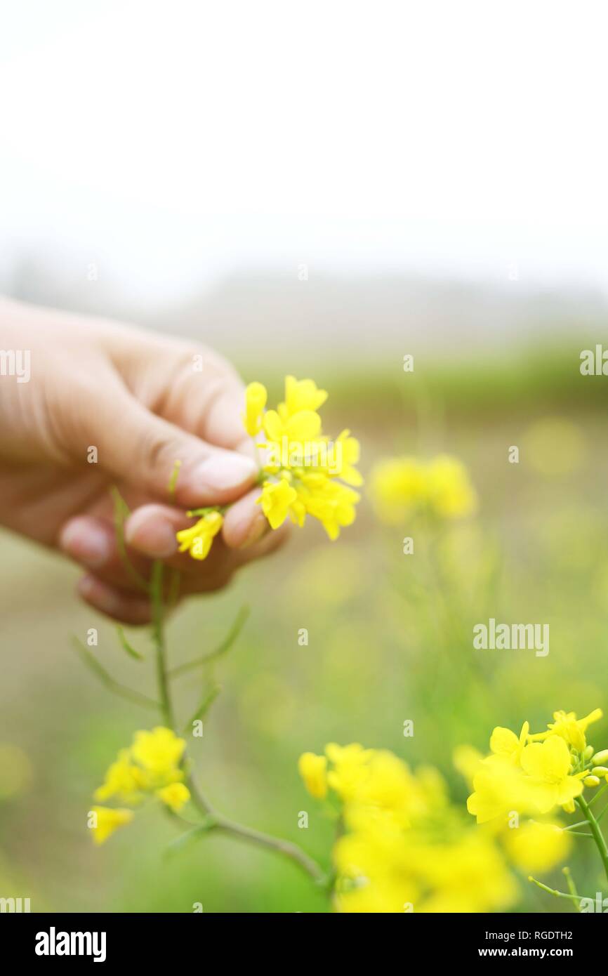 Picture of man hand is breaking mustard flower. Stock Photo