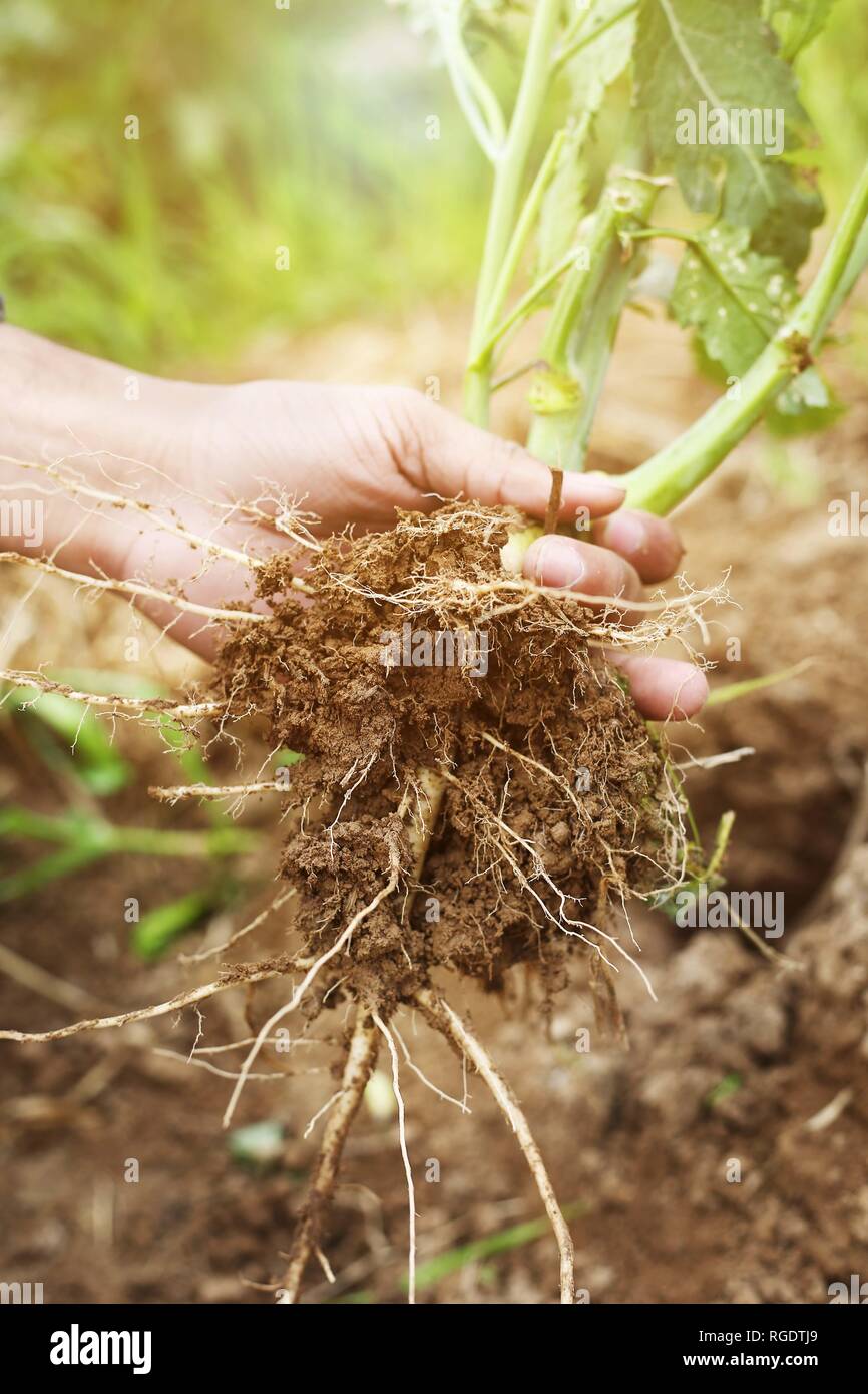 Picture Of Man Hand Is Holding Fresh Plant Root Stock Photo - Alamy