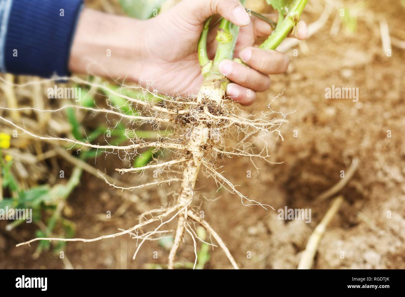 Holding plant with roots and soil hi-res stock photography and images ...