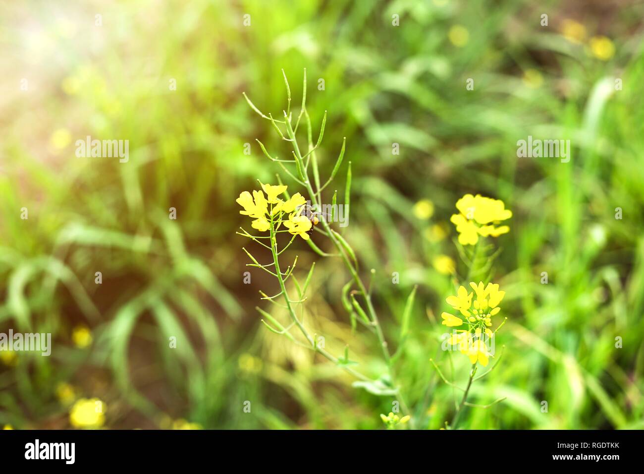 Portrait of mustard yellow flower with green leaf. Stock Photo