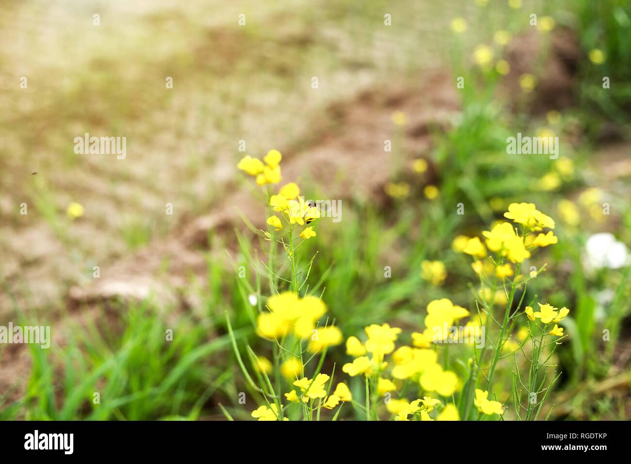 Picture of mustard yellow flower. Stock Photo