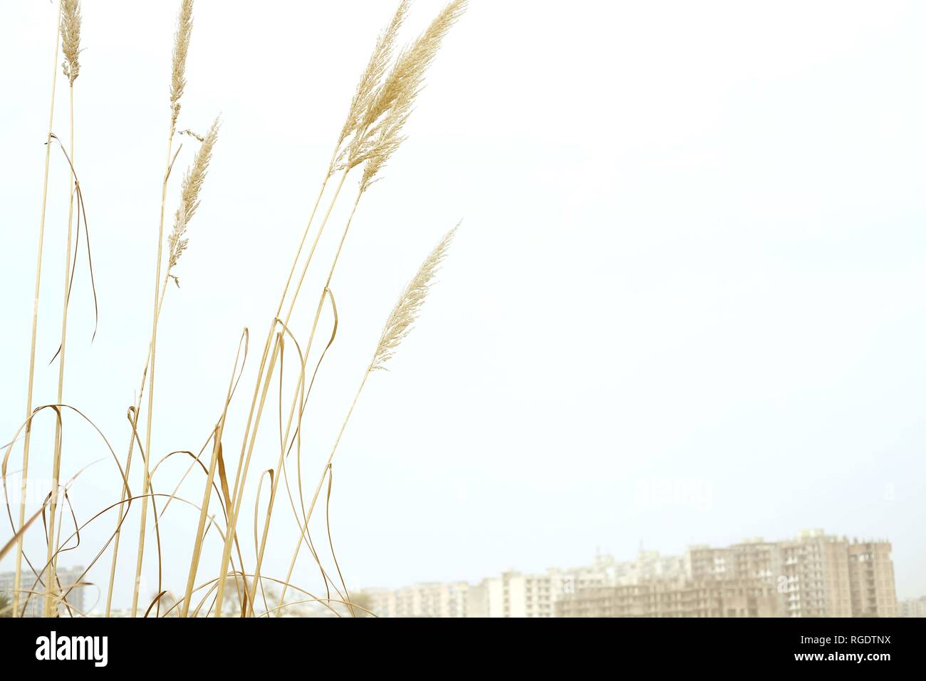 Picture of tall dry grass Stock Photo Alamy