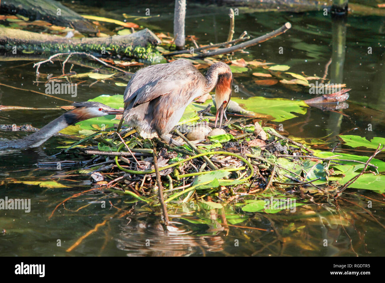 great crested grebe with eggs in a floating nest Stock Photo
