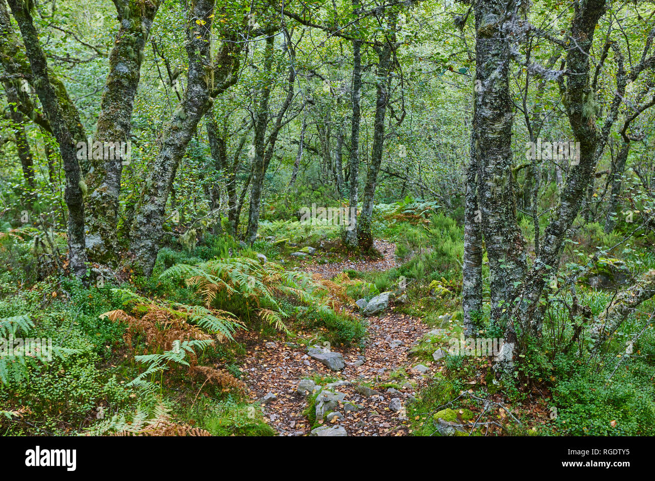 Old oak tree in the forest. Muniellos Biosphere reserve. Spain Stock Photo