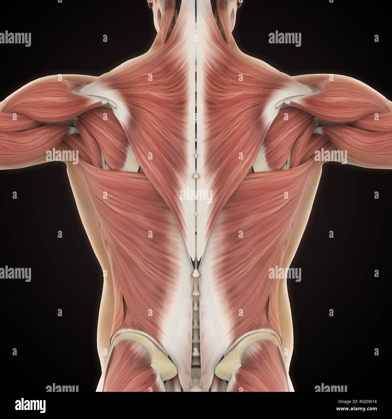 Back Body Muscle Anatomy