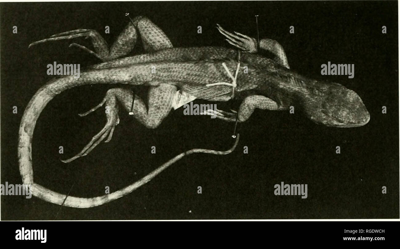 . Bulletin of the Museum of Comparative Zoology at Harvard College. Zoology. 262 Bulletin Museum of Comparative Zoology, Vol. 155, No. 6. Figure 2. Holotype of Stenocercus limitaris (AMNH 22183; male, SVL 91 mm). Puyango and Rio Alamor/Catamayo sys- tems; from extreme northwestern Peru in upper reaches of the Rio Quiroz system east of Ayabaca (Piura department); and from coastal drainages of Tumbes depart- ment, Peru. Ecuadorian localities are ap- proximately 1,000-1,300 m and the Tum- bes department (Peru) locality is 600 m. At Cerro Aypate near Ayabaca, Peru (Piura department), I observed St Stock Photo
