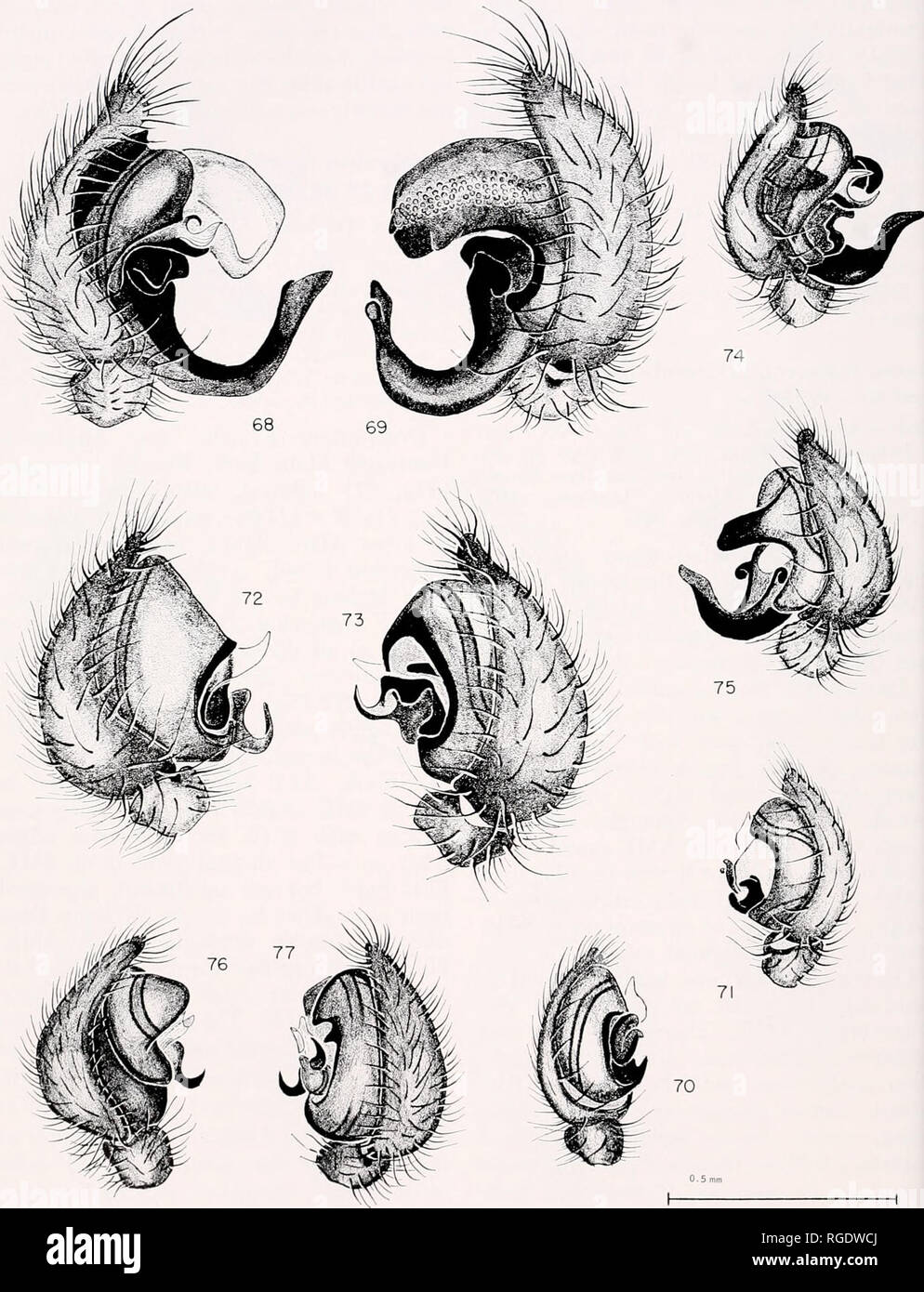 . Bulletin of the Museum of Comparative Zoology at Harvard College. Zoology. 162 Bulletin Museum of Comparative Zoology, Vol. 140, No. 4. Male right palpi. Figs. 68-77. 68. Oecobius rivula, lateral view. 69. O. rivu/a, mesal view. 70. O. bracae, lateral view. 71. O. bracae, mesal view. 72. O. civ/fas, lateral view. 73. O. c/Vlfas, mesal view. 74. O. cu/iacanens/s, lateral view. 75. O. cu/iacanensis, mesal view. 76. P/atoecobius lloridanus, lateral view. 77. Platoecobws Horidanus, mesal view.. Please note that these images are extracted from scanned page images that may have been digitally enha Stock Photo