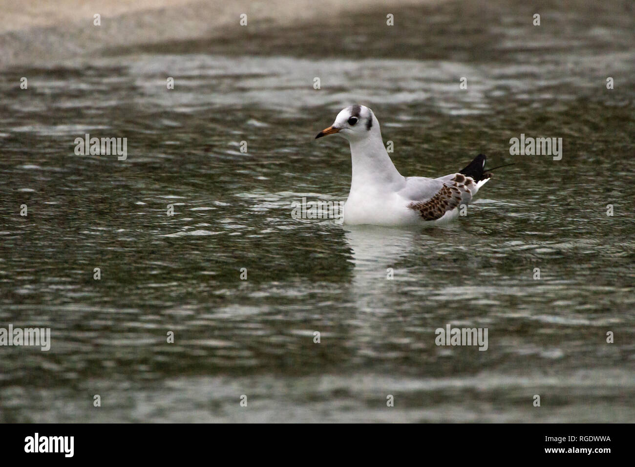 Black-Headed Gull (Chroicocephalus ridibundus) in the waters of the Diana Memorial Fountain located in London's Hyde Park, UK Stock Photo