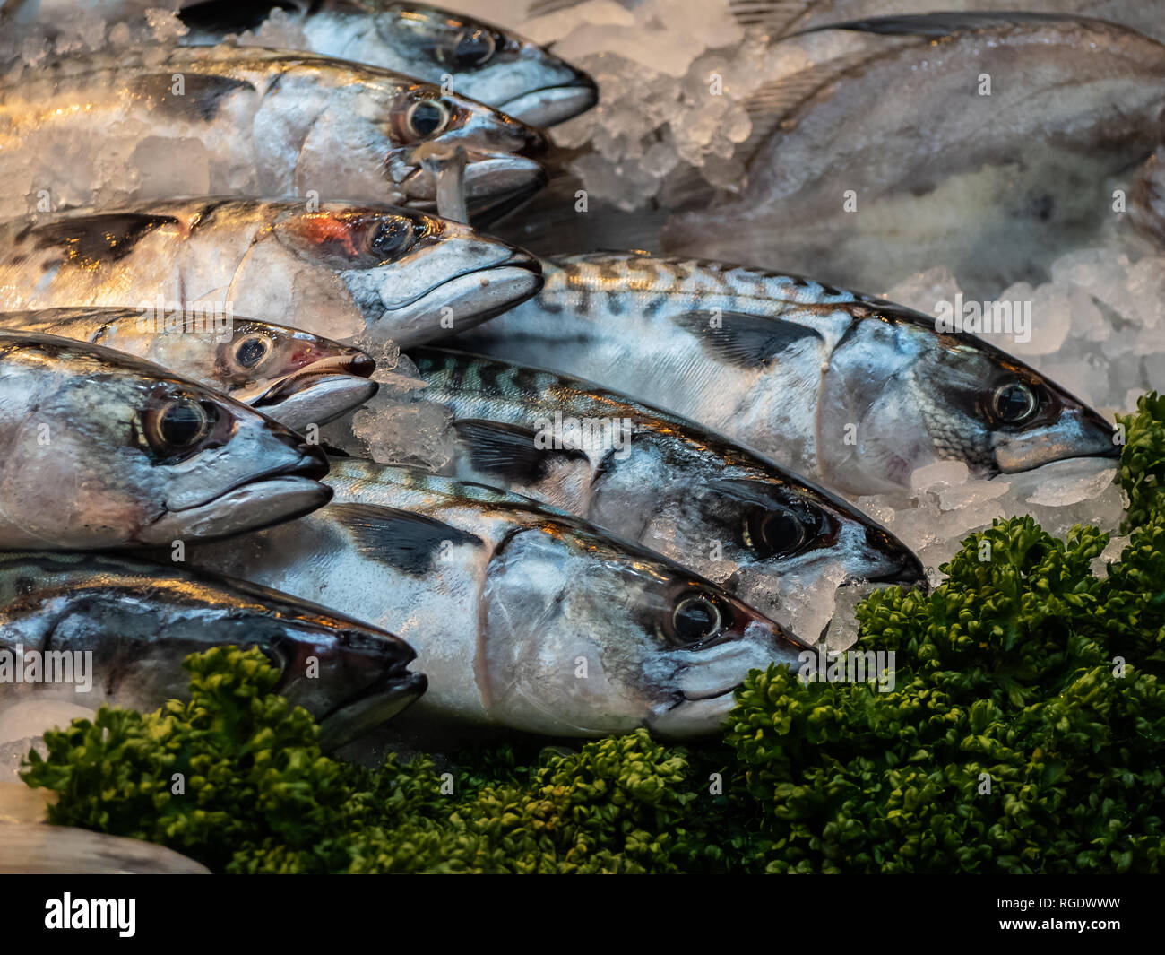Atlantic mackerel hires stock photography and images Alamy