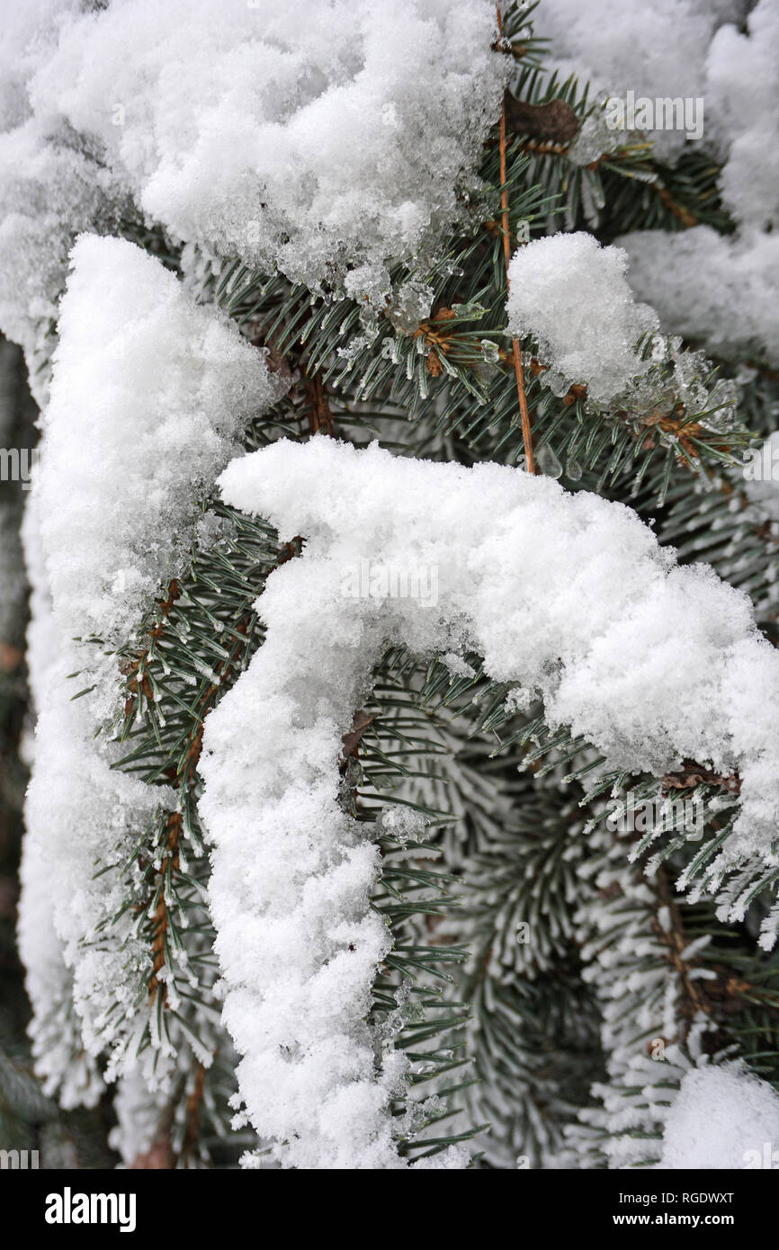Pine tree branches in winter Stock Photo - Alamy