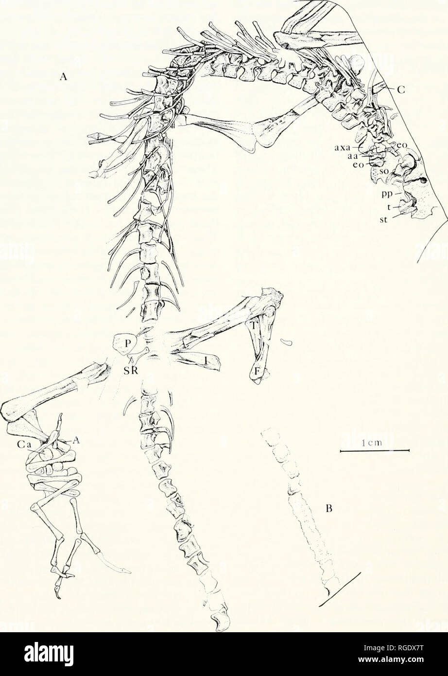. Bulletin of the Museum of Comparative Zoology at Harvard College. Zoology. 332 Bulletin Museum of Comparative Zoology, Vol. 143, No. 5. Figure 4. A-C. Counterparts of skeleton of Anfhracodromeus longipes. Type AMNH 6940. X 2. B. Distal end of tai. Please note that these images are extracted from scanned page images that may have been digitally enhanced for readability - coloration and appearance of these illustrations may not perfectly resemble the original work.. Harvard University. Museum of Comparative Zoology. Cambridge, Mass. : The Museum Stock Photo