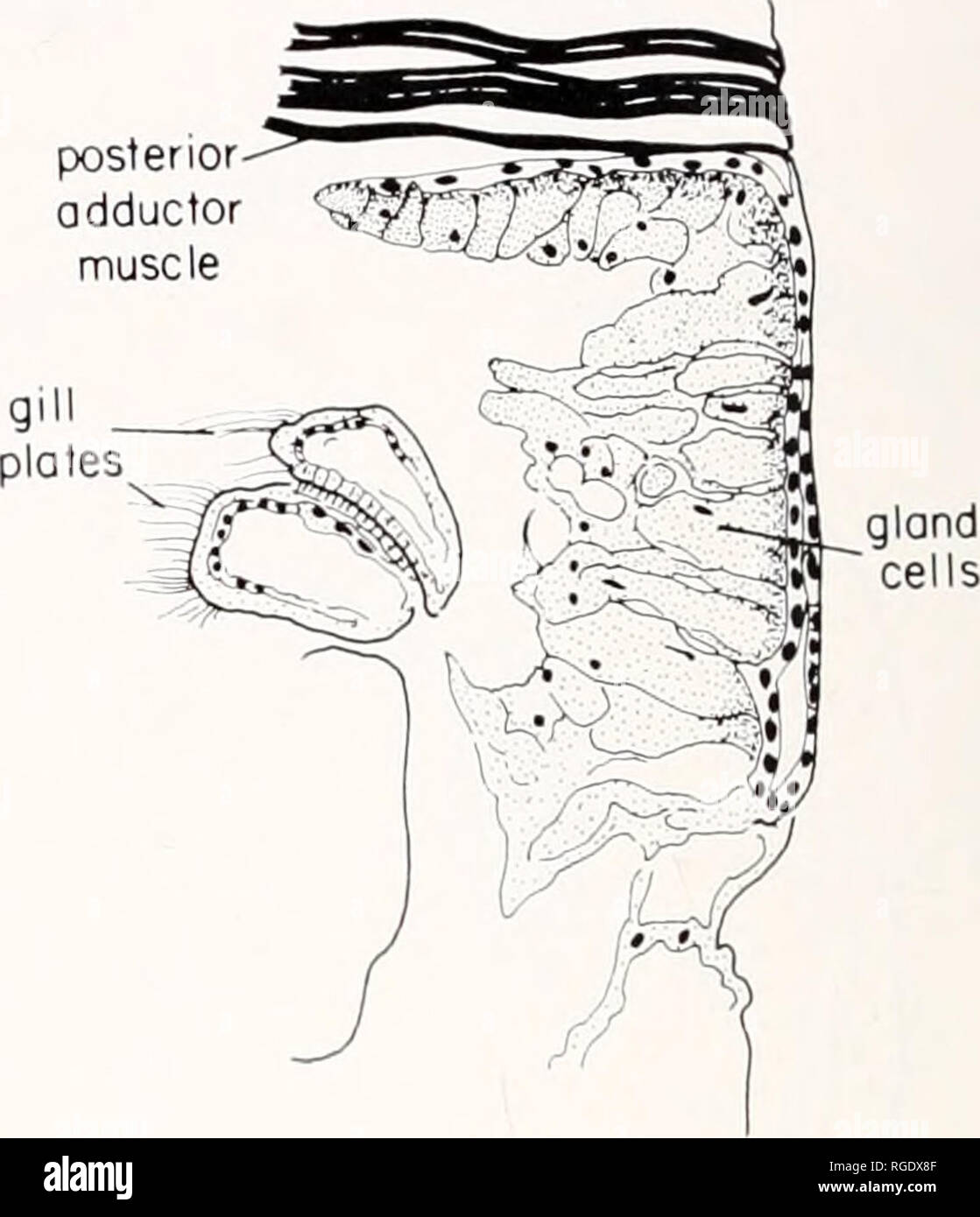 . Bulletin of the Museum of Comparative Zoology at Harvard College