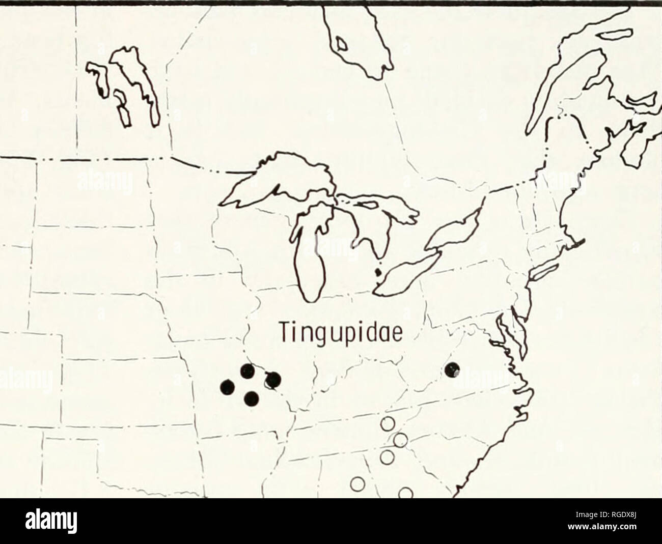 . Bulletin of the Museum of Comparative Zoology at Harvard College. Zoology. ^'-, i . - â 7 Tingupidae /^^'^&gt;^ â y ^ Map 16 ^- V ) Qo 6 ^ Branneriidae &gt; Map 16. United States, showing distribution of the families Tingupidoe (dots), Rhiscosomididae (triangles), and Branneriidae (circles). like, with scalelike setae and a posterior flagelliforni branch. Telopodites (T, Fig. 454) simple, lobelike, well musciilarized from tracheal apodeme and coxae. Coxae of legs 10 enlarged, with glands. Posterior gonopods: as described for genus (Figs. 457, 458). Notes. The gonopods of R. acovescor do n Stock Photo