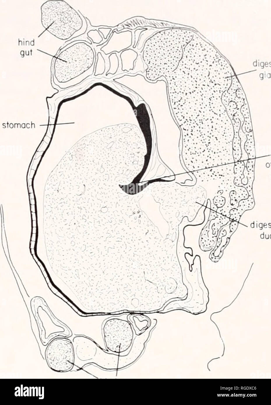 Pedal glands hires stock photography and images Alamy