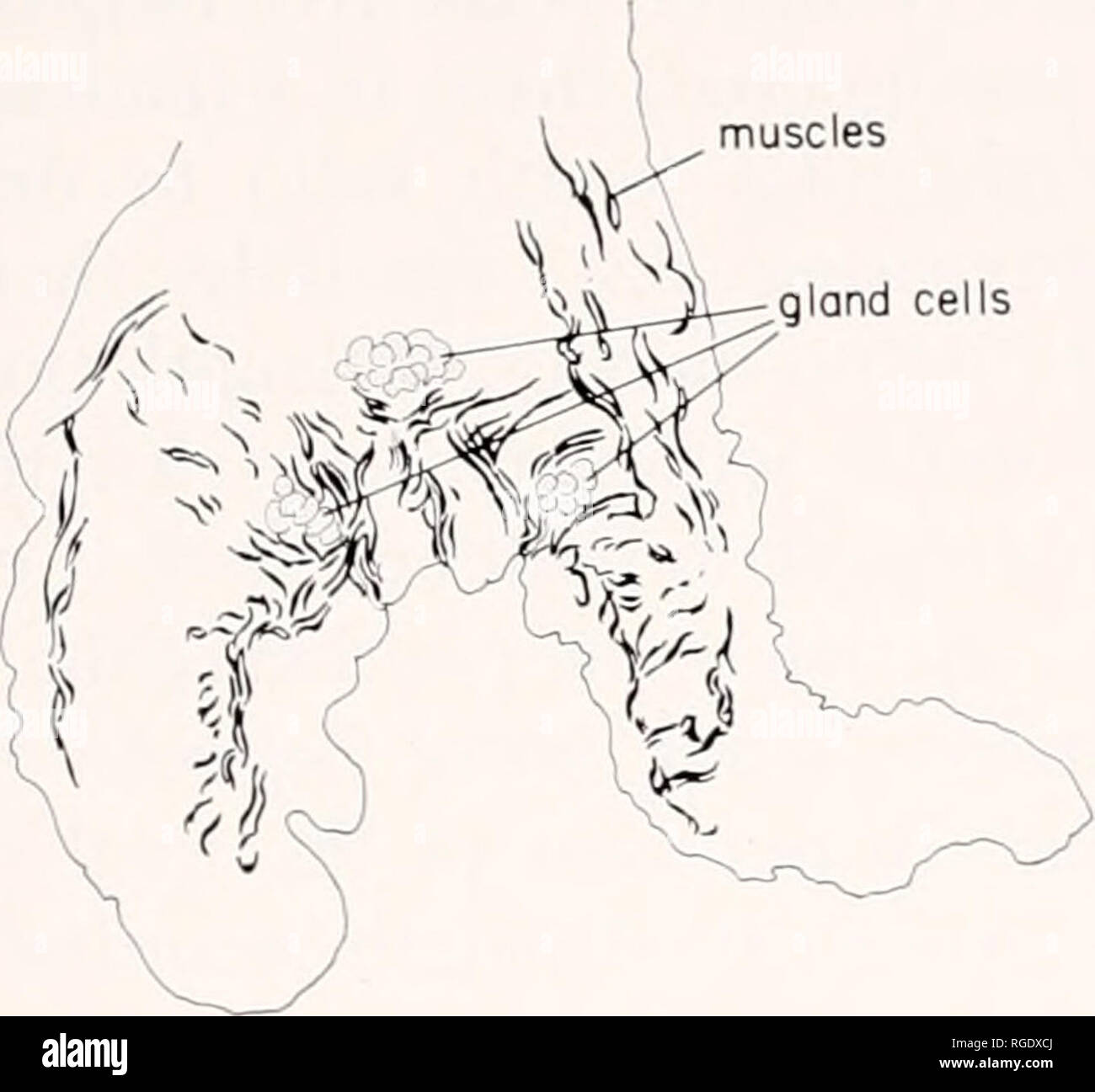 Pedal glands hires stock photography and images Alamy