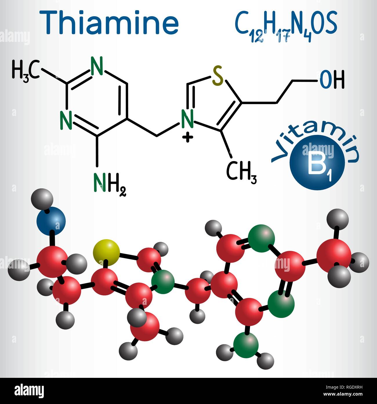 Thiamine (thiamin or vitamin B1) , found in food, used as a dietary supplement and medication.  Structural chemical formula and molecule model. Vector Stock Vector