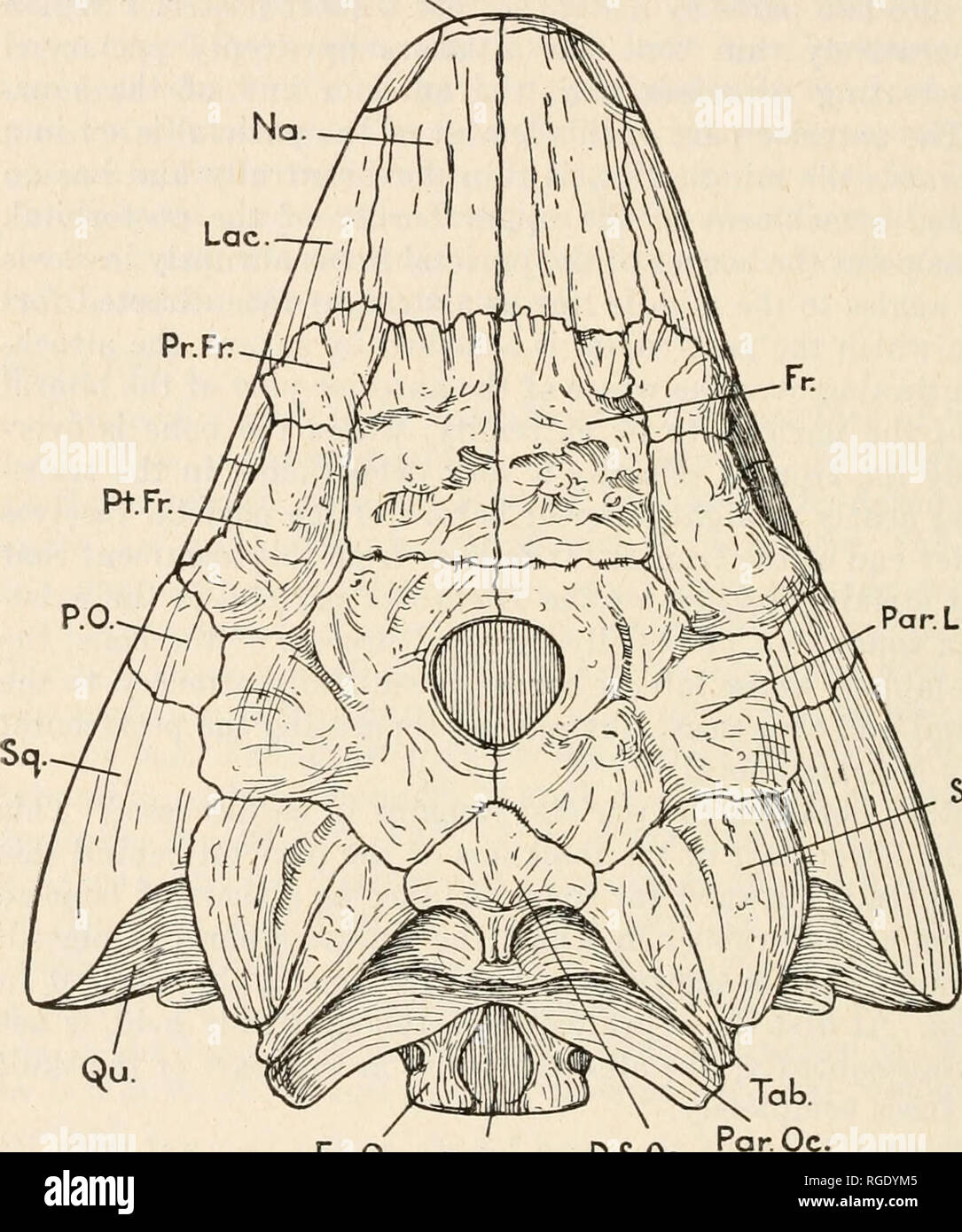 . Bulletin of the Museum of Comparative Zoology at Harvard College. Zoology. 382 BULLETIN : MUSEUM OF COMPARATIVE ZOOLOGY RMx.. Par. Lap. S.Tcm. Ex.Oc B.Oc. D.S.Oc. Fig. 22. Diadectes, dorsal view of skull, x %. A composite drawing, part of the series reproduced in Figures 17, 18 and 23. The whole dorsal surface from the nasals to the tip of the paroecipital process is an accurate drawing of the type specimen of &quot;Nothodon lentus, Marsh&quot; No. 813 in the Yale Museum. The quadrate, parts of the cheek, jugal, maxilla and pre- maxilla are an accurate drawing of M.C.Z. 1743, no adjustment b Stock Photo