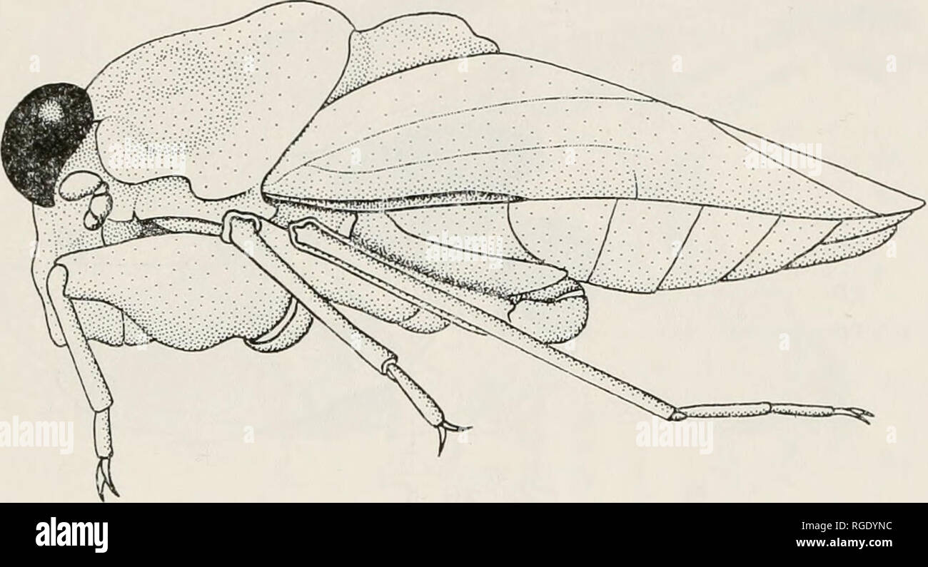 . Bulletin of the Museum of Comparative Zoology at Harvard College. Zoology. PARSONS: THORAX OF GELASTOCORIS 303 margin of the protliorax (Fig. 5). The latter forms a tight collar around the postocciput. Two short tendons extend from the mid- dorsal region of the cervical membrane into the thorax. From the posterior margin of the postocciput, two pairs of apodemes project into the thorax, providing points of attachment for muscles. The longer of these, the occipital condyles (0), extends dorsally from the ventrolateral regions of the postocciput. Dorsal to them are the much shorter lateral apo Stock Photo