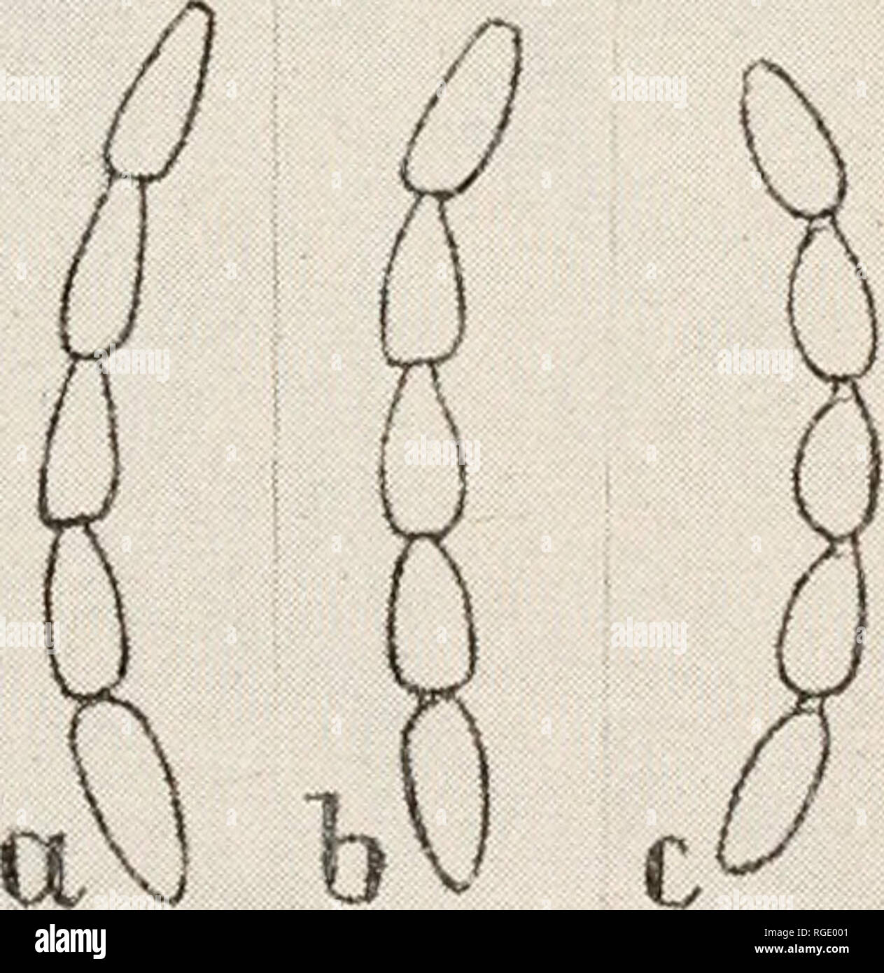 . Bulletin of the Museum of Comparative Zoology at Harvard College. Zoology. Fig. 6. At left. Metasternum between the middle co.xae of: a, Bembidion grapei Gyll.; b, B. yukonum Fall. Scandinavian specimens. Fig. 7. At right. Last 5 joints of antennae (tip down) of: a, Bembidion yu- konum Fall; b, B. grapei Gyll.;c,B. dauricum Mtsch. Scandinavian specimens.. Please note that these images are extracted from scanned page images that may have been digitally enhanced for readability - coloration and appearance of these illustrations may not perfectly resemble the original work.. Harvard University. Stock Photo