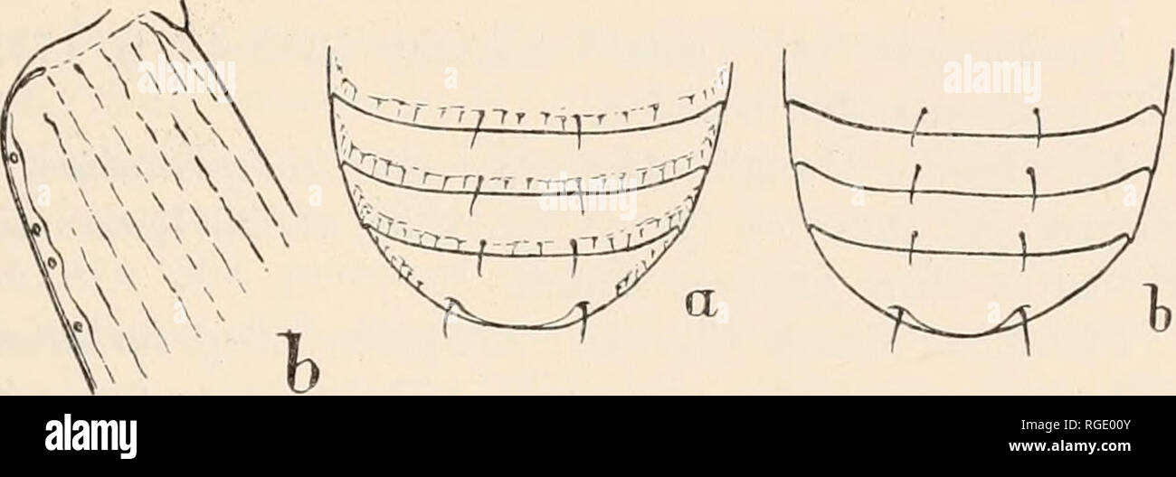 . Bulletin of the Museum of Comparative Zoology at Harvard College. Zoology. Fig. 3. At left. Leh shoulder oi: a, Bembidion, subg. Plataphodes; b, subg. Plataphus and Blepharoplataphus. Fig. 4. At right. Last ventral segments of; a, Bembidion, ?ubg. Blepharo- plataphus; b, subg. Plataphus s. str.. Please note that these images are extracted from scanned page images that may have been digitally enhanced for readability - coloration and appearance of these illustrations may not perfectly resemble the original work.. Harvard University. Museum of Comparative Zoology. Cambridge, Mass. : The Museum Stock Photo