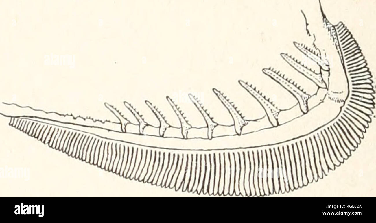 . Bulletin of the Museum of Comparative Zoology at Harvard College. Zoology. Fig. 1. Right, first gill arch from Merluccius albidus 36S mm. long, and left, from Merluccius bilinearis 331 mm. long, about 0.9x. bilinearis1—also includes representatives of a second form that resembles M. merluccius more closely than it resembles bilinearis, and which (from his excellent account) we judge to be identical with the &quot;Cap'n Bill II&quot; series of M. merluccius affinity. Ginsburg described this hake as a species distinct from M. merluccius under the name albidus Mitchill 1818, with pectoral fins  Stock Photo