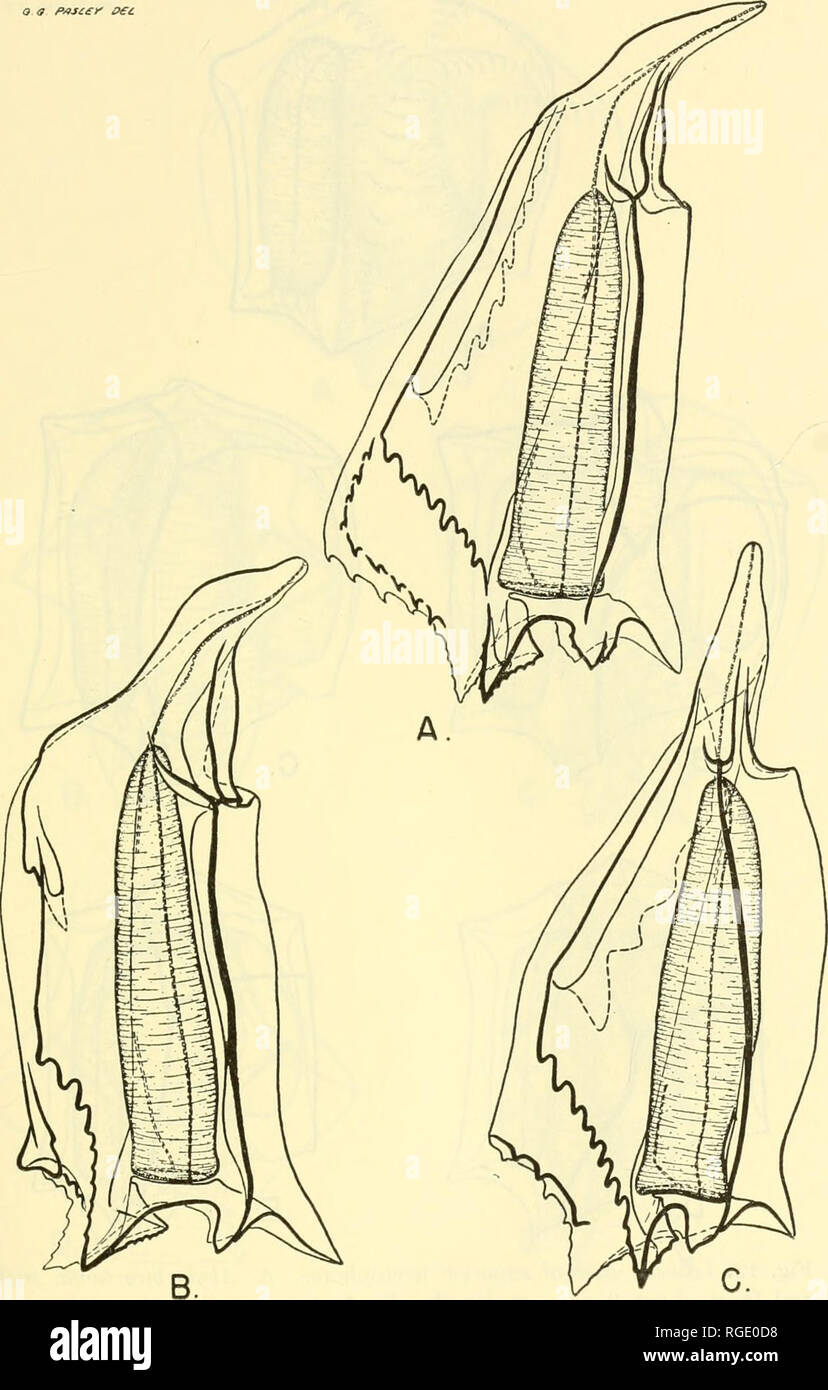 . Bulletin of the Museum of Comparative Zoology at Harvard College. Zoology. &lt;? a p^j££y oec. Fig. 11. Left lateral view of inferior nectophores. A. Ahxjla trigona, 10.8 mm. in length. B. A. haeckeli, 2.5 mm. in length. C. A. ingeborgae, 12 mm. in length.. Please note that these images are extracted from scanned page images that may have been digitally enhanced for readability - coloration and appearance of these illustrations may not perfectly resemble the original work.. Harvard University. Museum of Comparative Zoology. Cambridge, Mass. : The Museum Stock Photo