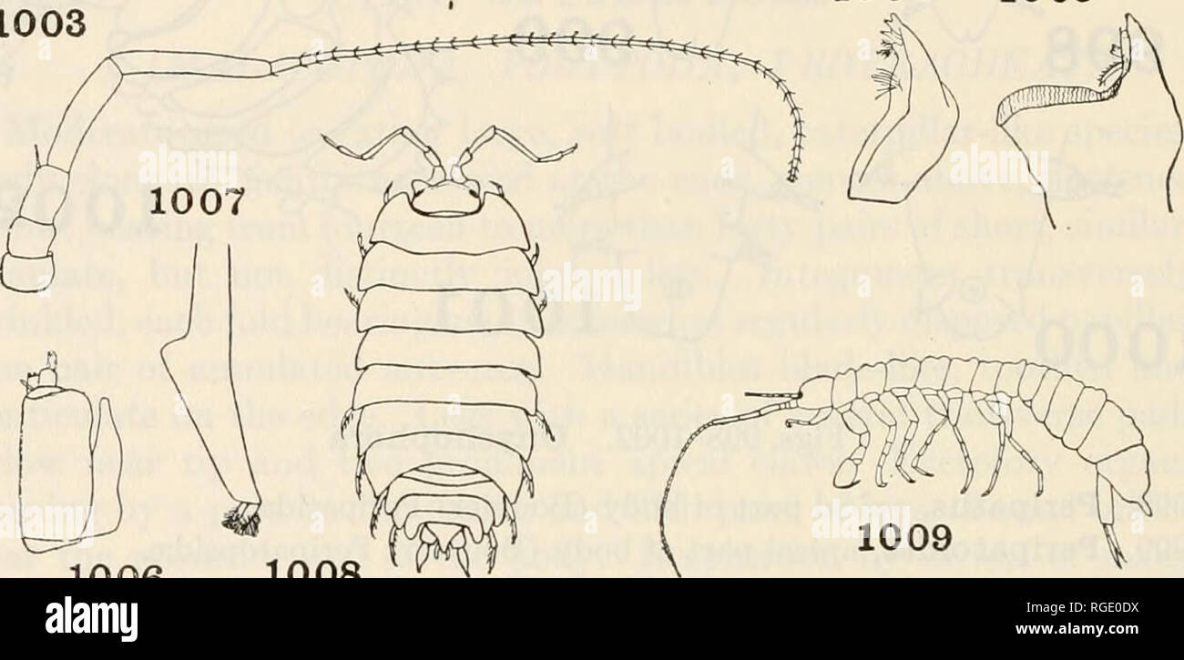 . Bulletin of the Museum of Comparative Zoology at Harvard College. Zoology. 534 bulletin: museum of comparative zoology CLASS CRUSTACEA ORDER ISOPODA As this group of Crustacea includes a small number of terrestrial forms, these have been included, especially since a few species occur abundantly in places where insects are commonly found. Two sub- orders are represented among the actually terrestrial species. 1. Body more or less depressed, coxae of the walking legs developed into plate-like structures and fused with the tergites. (Suborder ONISCOIDEA) 2 1003 1004 1005. 1009 1006 1008 Figs. 1 Stock Photo