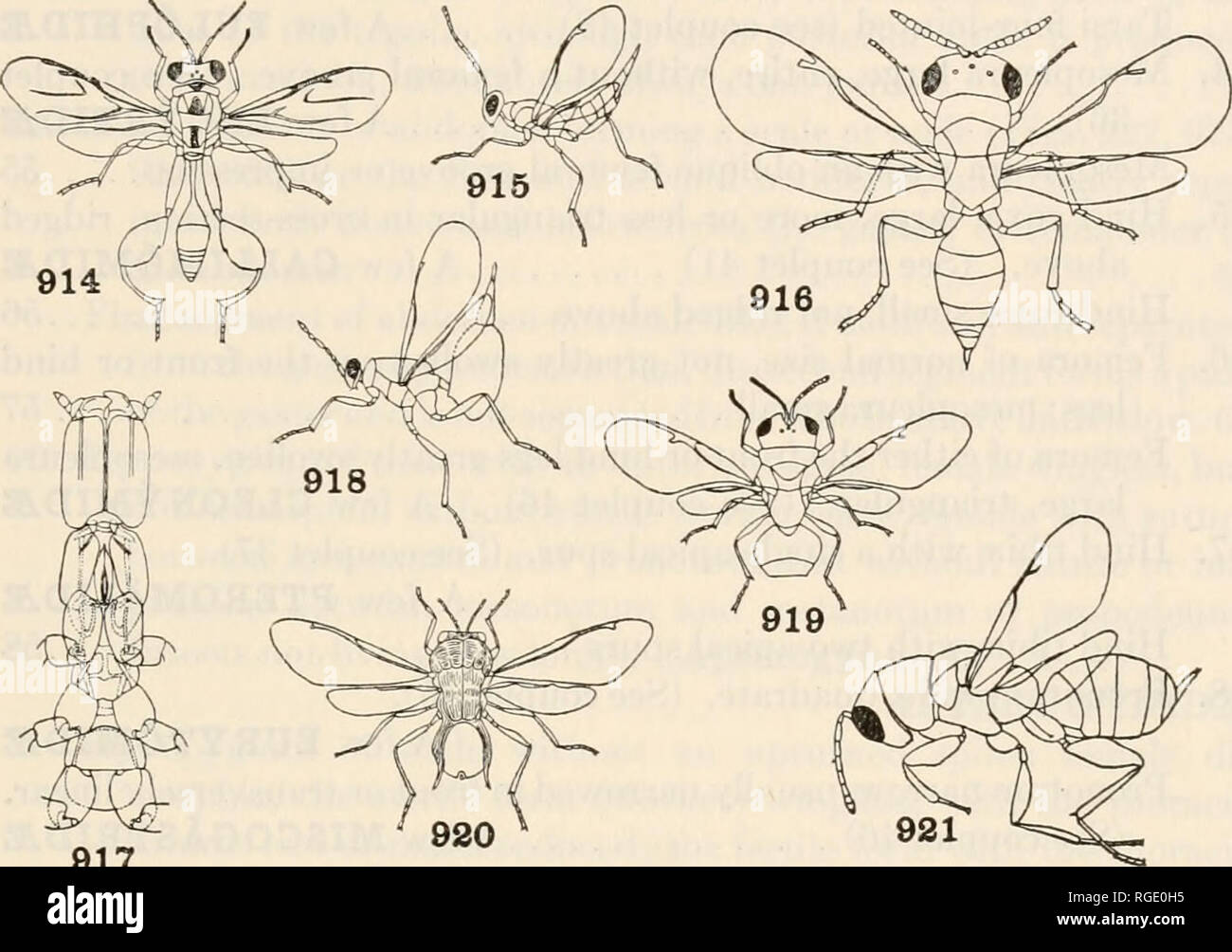 . Bulletin of the Museum of Comparative Zoology at Harvard College. Zoology. BRUES AND MELANDER: CLASSIFICATION OF INSECTS 48/ 49. Antennae distinctly elbowed, the scape long and the flagellum generally swollen toward the tip (Figs. 909, 912, 913) 50 Antennae not elbowed, usually filiform or tapering toward the tip 59. 917 Figs. 914-921. Hymenoptera 914. Xanthomelanus (Ashmead) Chalcididae. 915. Trigonoderus (Ashmead) Cleonymidae. 916. Bruchophagus (Urbahns) Eurytomidae. 917. Sycophaga, underside of head and thorax (Grandi) Agaontidse. 918. Paracrias (Ashmead) Eulophidae. 919. Perilampus (Ashm Stock Photo