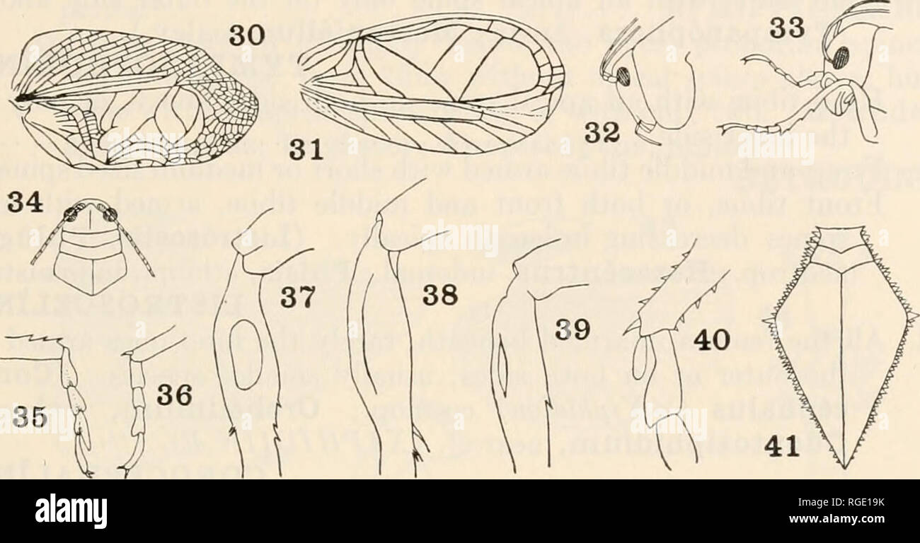 Prementus Insect . Bulletin of the Museum of Comparative Zoology at Harvard College ...