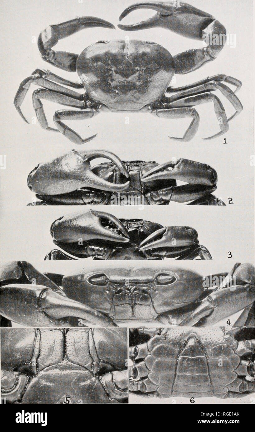. Bulletin of the Museum of Comparative Zoology at Harvard College. Zoology. BULL. MUS. COMP. ZOOL. Rathbun. African Crabs. Plate 1. Please note that these images are extracted from scanned page images that may have been digitally enhanced for readability - coloration and appearance of these illustrations may not perfectly resemble the original work.. Harvard University. Museum of Comparative Zoology. Cambridge, Mass. : The Museum Stock Photo