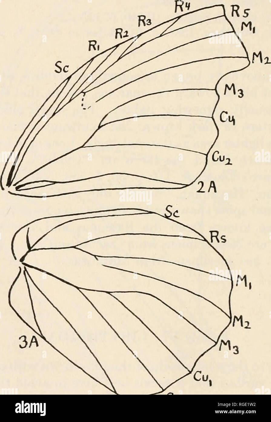 . Bulletin of the Museum of Comparative Zoology at Harvard College. Zoology. 186 bulletin: museum of comparative zoology 93. LiBYTHEA CARINENTA MOTYA Fig. 14, venation. Hecaerge motya Hiibner, Ex. Schm., 2, pi. 137, f. 1, 2 (182-). Libythea motya: Poey, 1847, p. 177. Libythea terena: Herrich-Schaffer, 1864b, p. 163; Gundlach, 1881, p. 70; Kaye, 1926, p. 476. Hypatus carinenta var. motya: Pagenstecher, 1901, p. 15; id., 1911, p. 11. Libythea carinenta motya: Seitz, V, p. 623, pi. 120De (1916); Hering, 1921, p. 285, pi. 2, f. 3.. 2A ^^2. Fig. 14. Libythea carinenta motya, venation. The forewing  Stock Photo