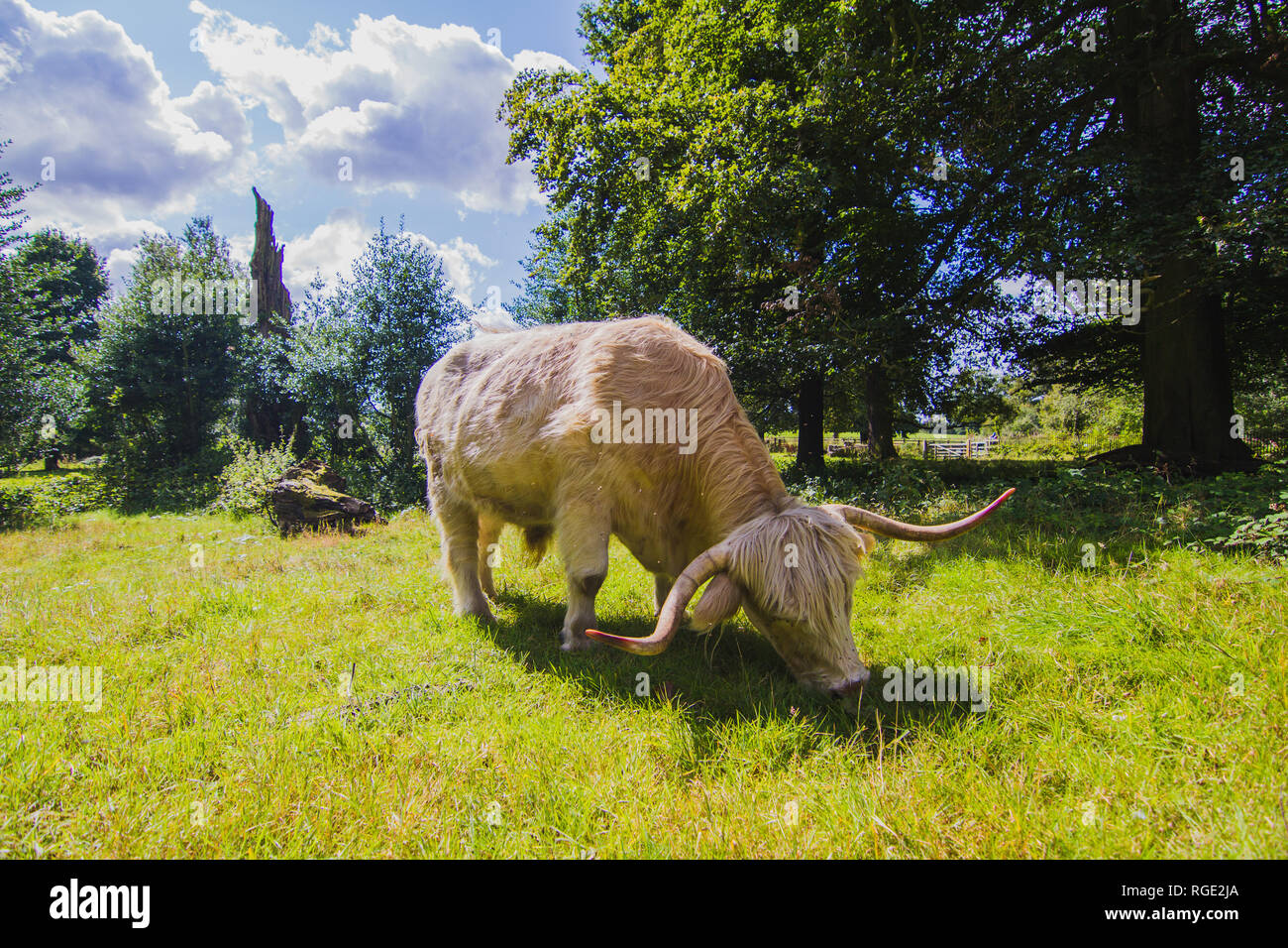 Highland cattle Cow Stock Photo Alamy
