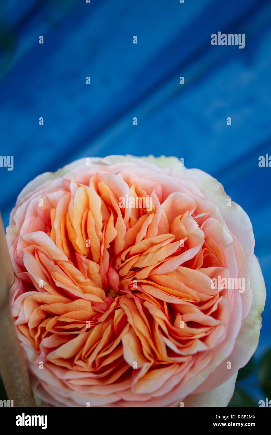 Rose flower salmon pink Stock Photo Alamy