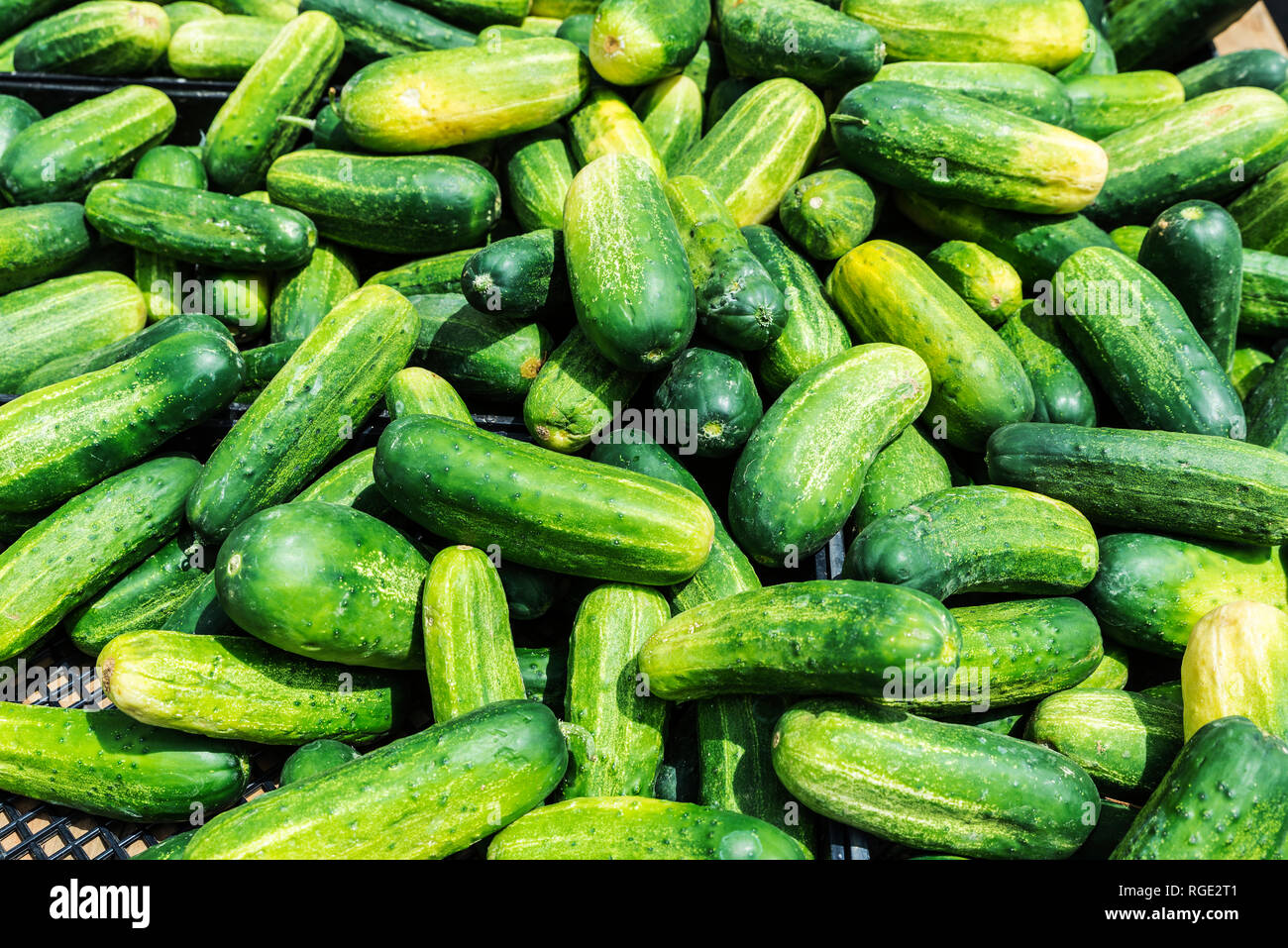 Cucumbers in farmers Market at Brooklyn Borough Hall Greenmarket in