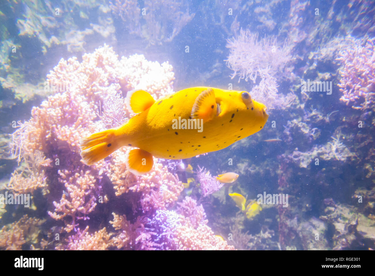 Yellow Blackspotted Puffer Or Dog-faced Puffer Fish - Arothron Nigropunctatus. Wonderful and beautiful underwater world with corals and tropical fish. Stock Photo