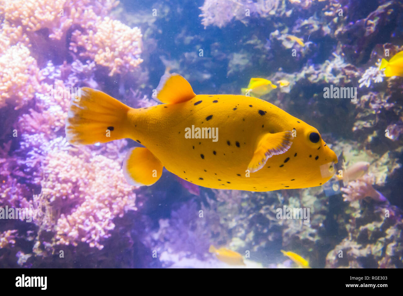Yellow Blackspotted Puffer Or Dog-faced Puffer Fish - Arothron Nigropunctatus. Wonderful and beautiful underwater world with corals and tropical fish. Stock Photo