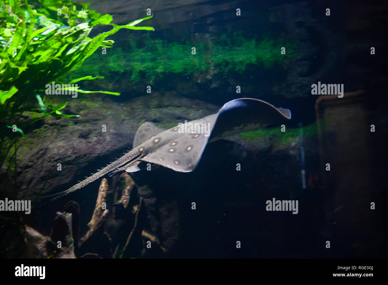 Motoro stingray - Potamotrygon motoro, in an aquarium Stock Photo
