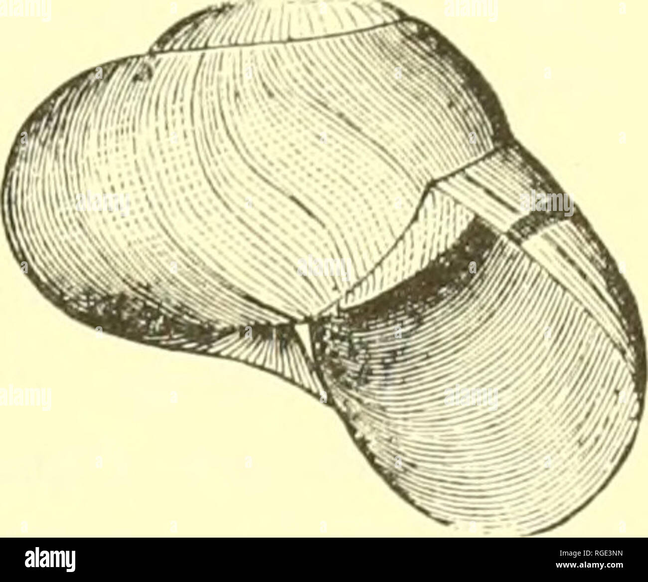 . Bulletin of the Museum of Comparative Zoology at Harvard College ...