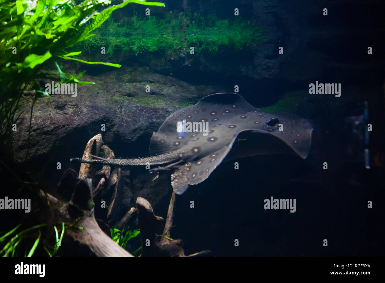 Motoro stingray - Potamotrygon motoro, in an aquarium Stock Photo