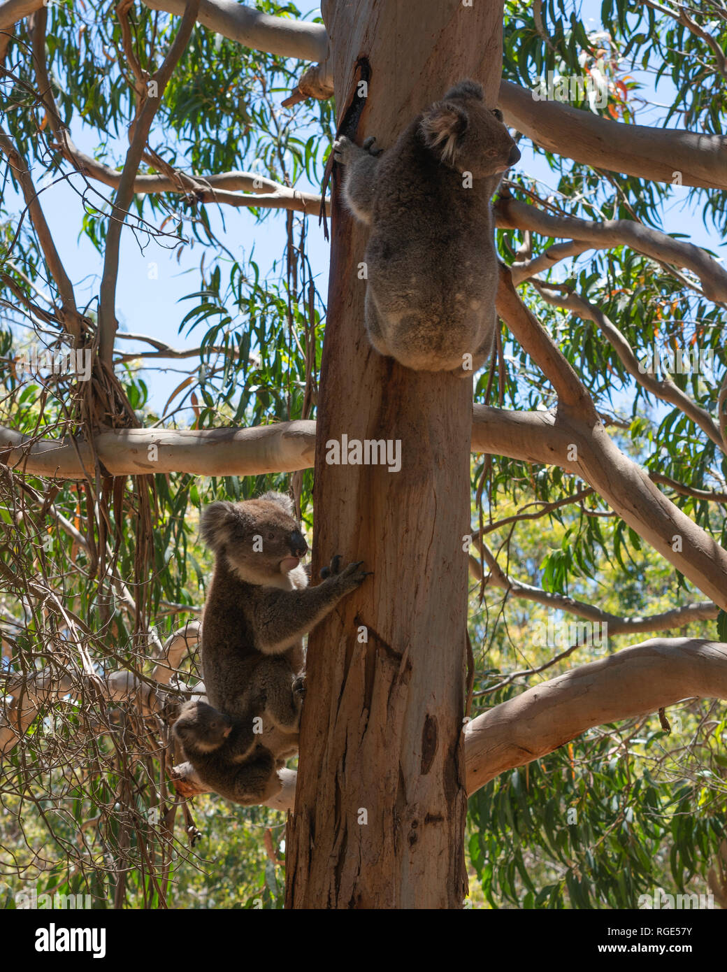Wild Koala family with the male female and baby Koalas on an Eucalyptus tree on Kangaroo Island in SA Australia Stock Photo