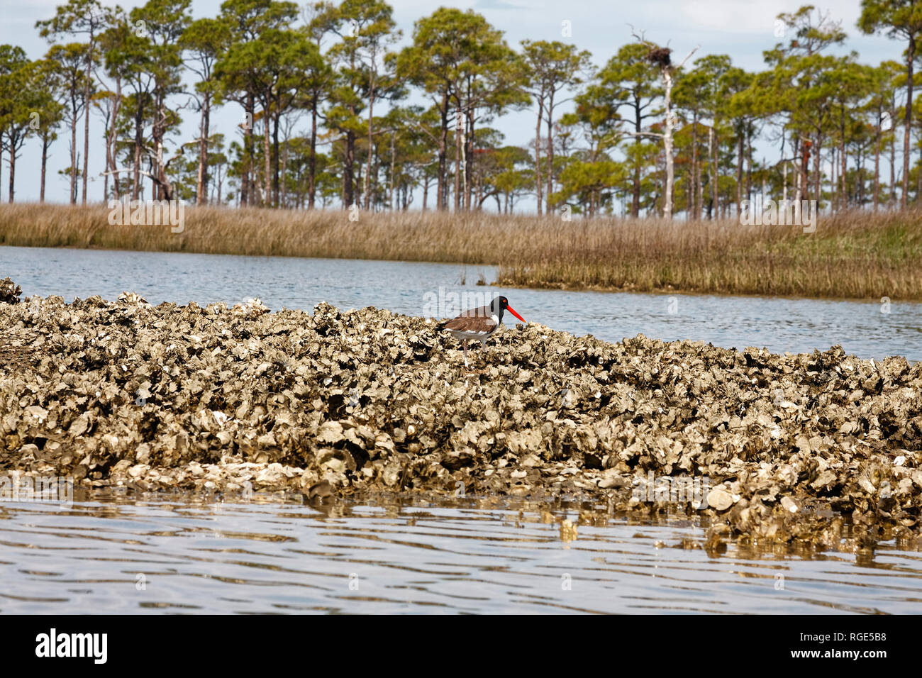 nature scene; American oystercatcher; Haematopus palliatus; bird