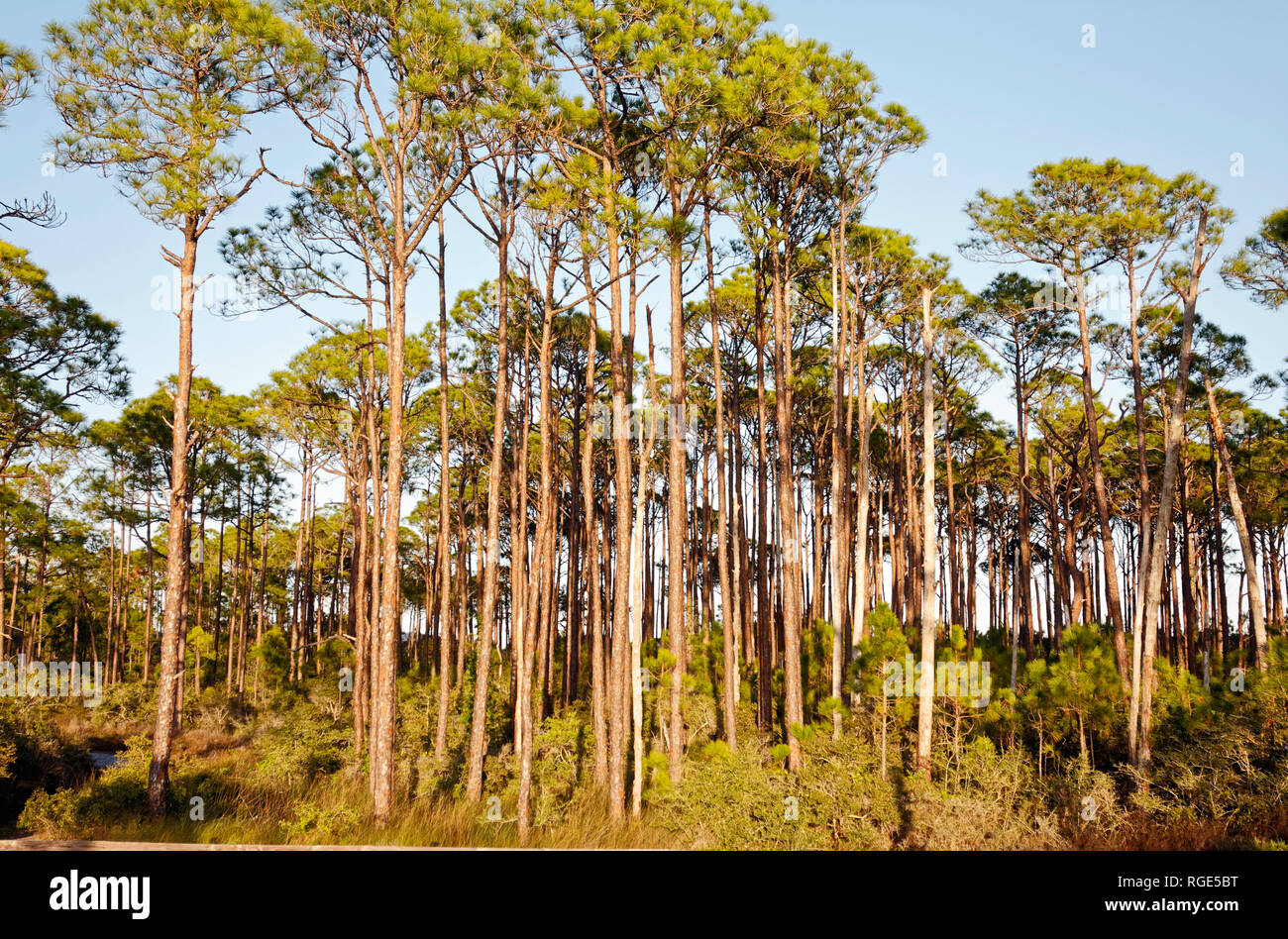 tree scene, golden hour light, woods, nature, serene, tranquil, St